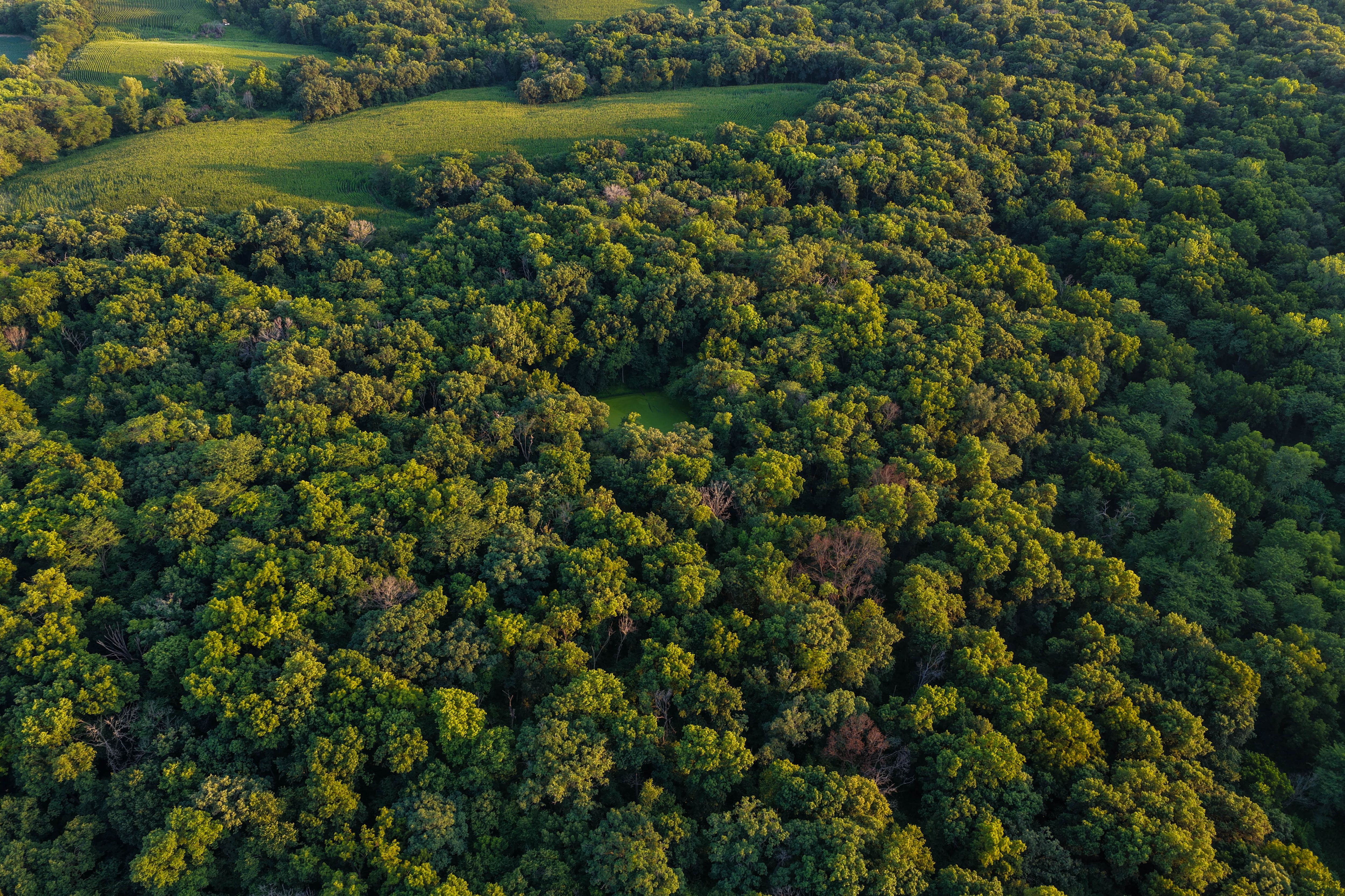 Listing Photo: Whitetail Hunting Farm Mahaska County Iowa-70